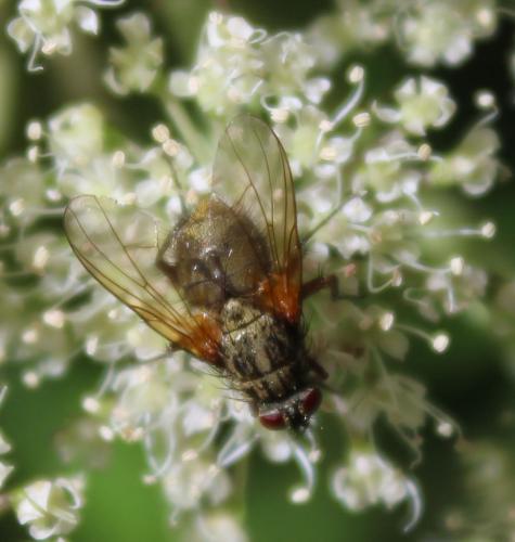 Phaonia angelicae